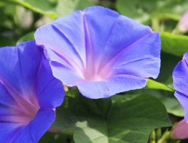 Το φυτό που κρύβει μια δραστική αντικαρκινική θεραπεία